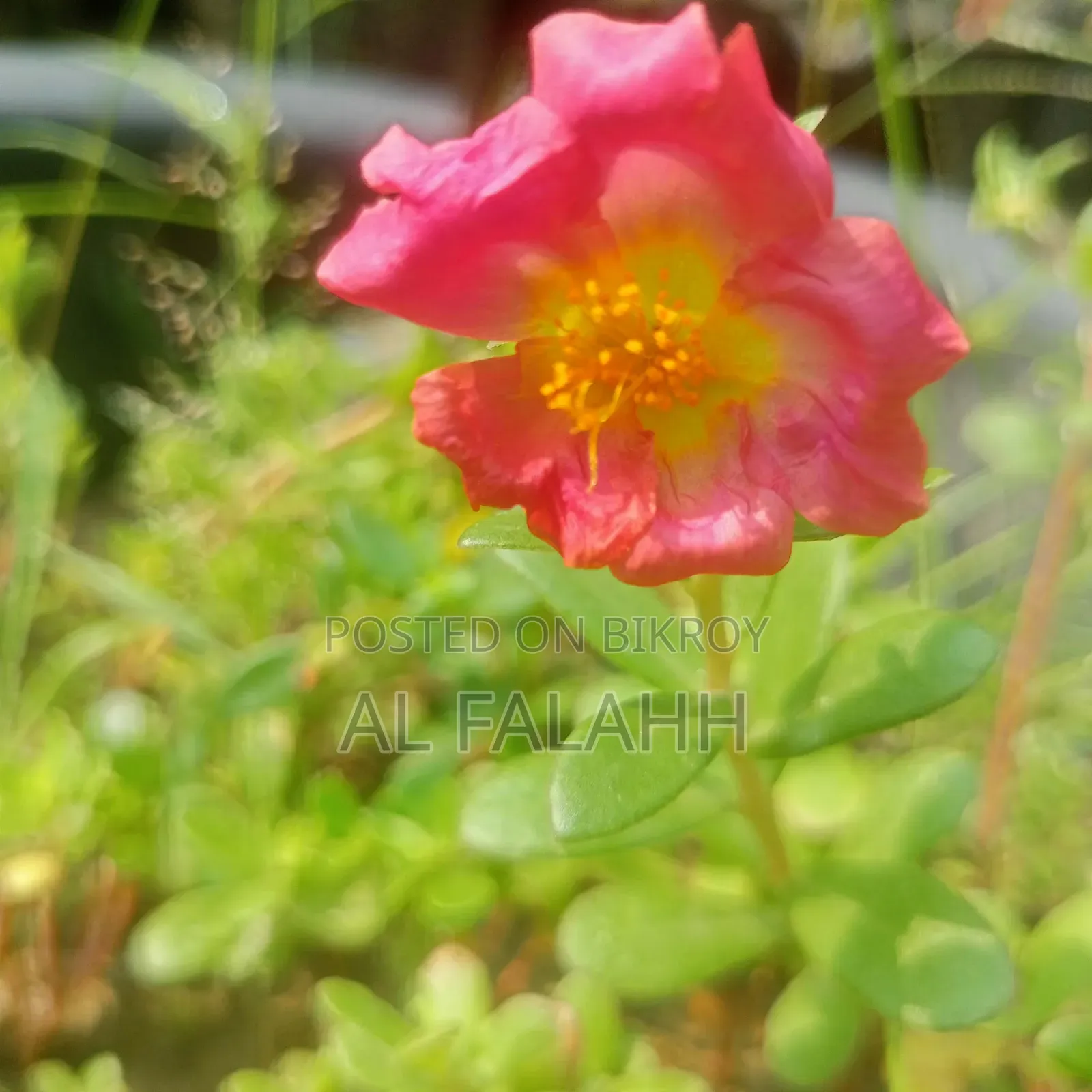 Offer Price on Portulaca Flower Cuttings