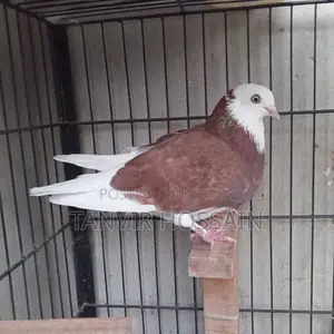 Putul Red Gorra Single Female