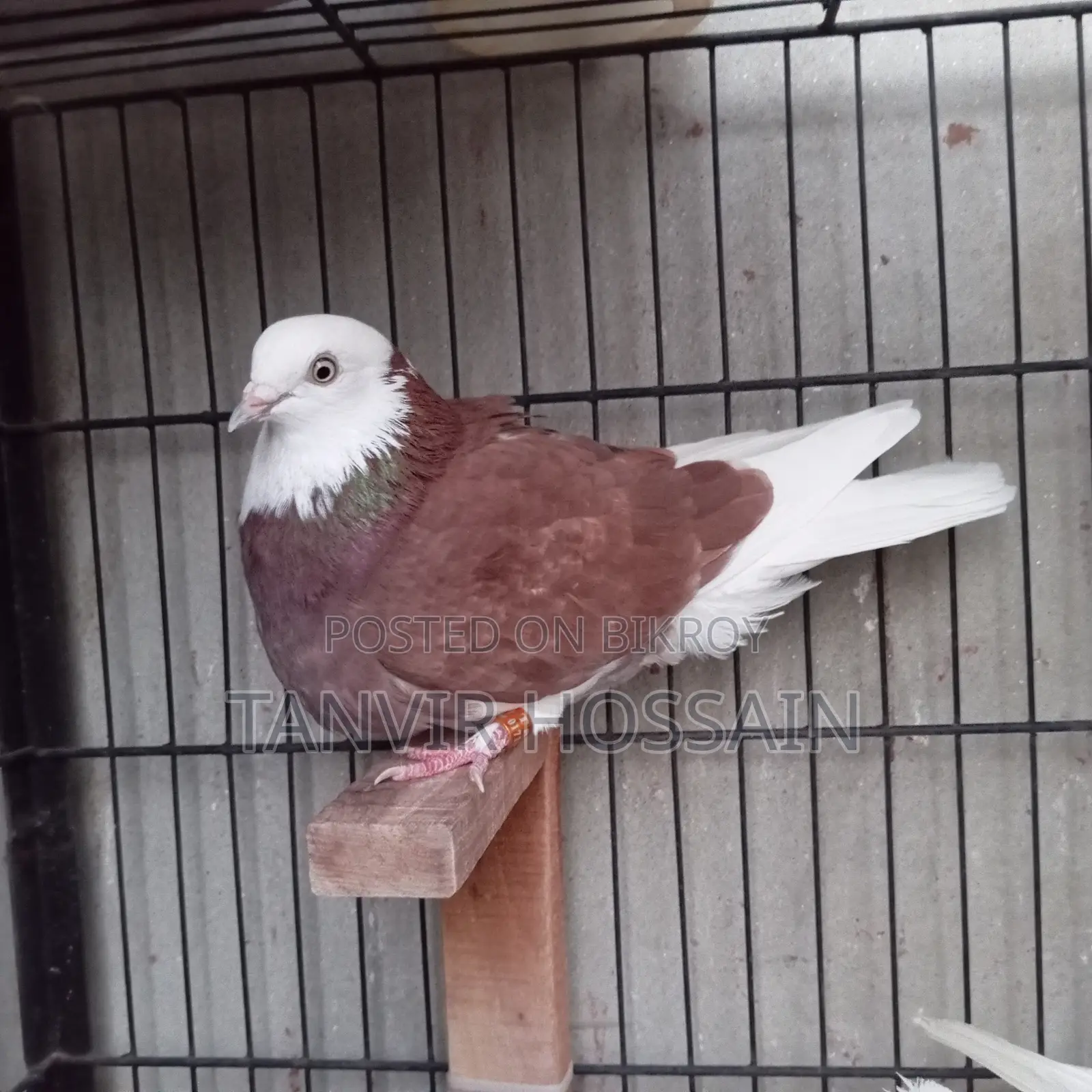 Putul Red Gorra Single Female