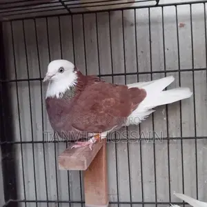 Putul Red Gorra Single Female