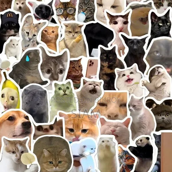 Viral Cute Cat Sticker