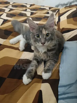 3-6 months Female Purebred Maine Coon