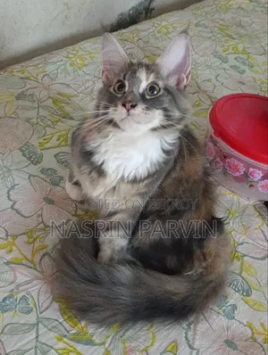 3-6 months Female Purebred Maine Coon