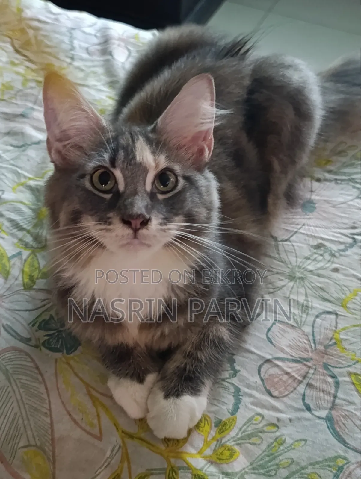 3-6 months Female Purebred Maine Coon