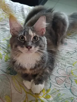 3-6 months Female Purebred Maine Coon