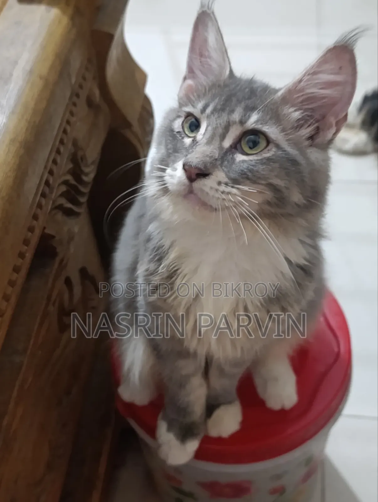 3-6 months Female Purebred Maine Coon