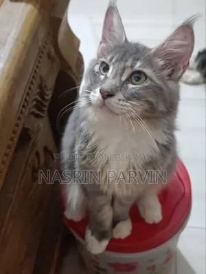3-6 months Female Purebred Maine Coon