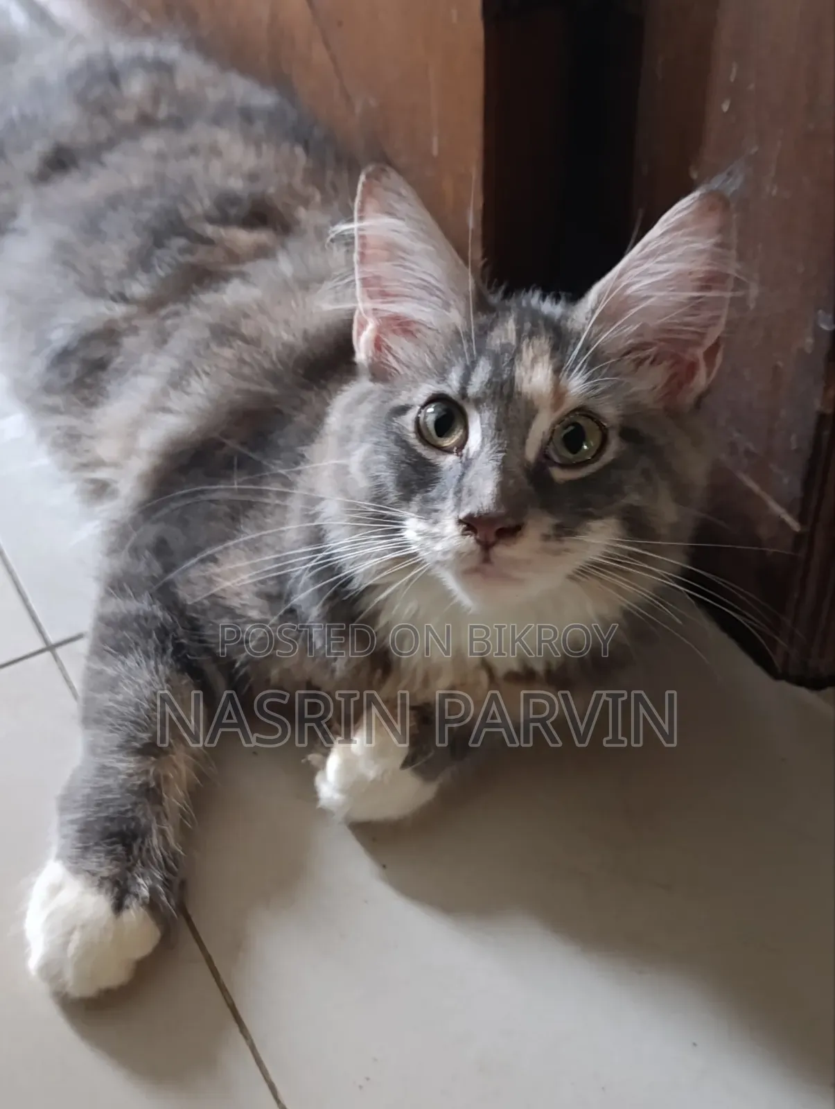 3-6 months Female Purebred Maine Coon