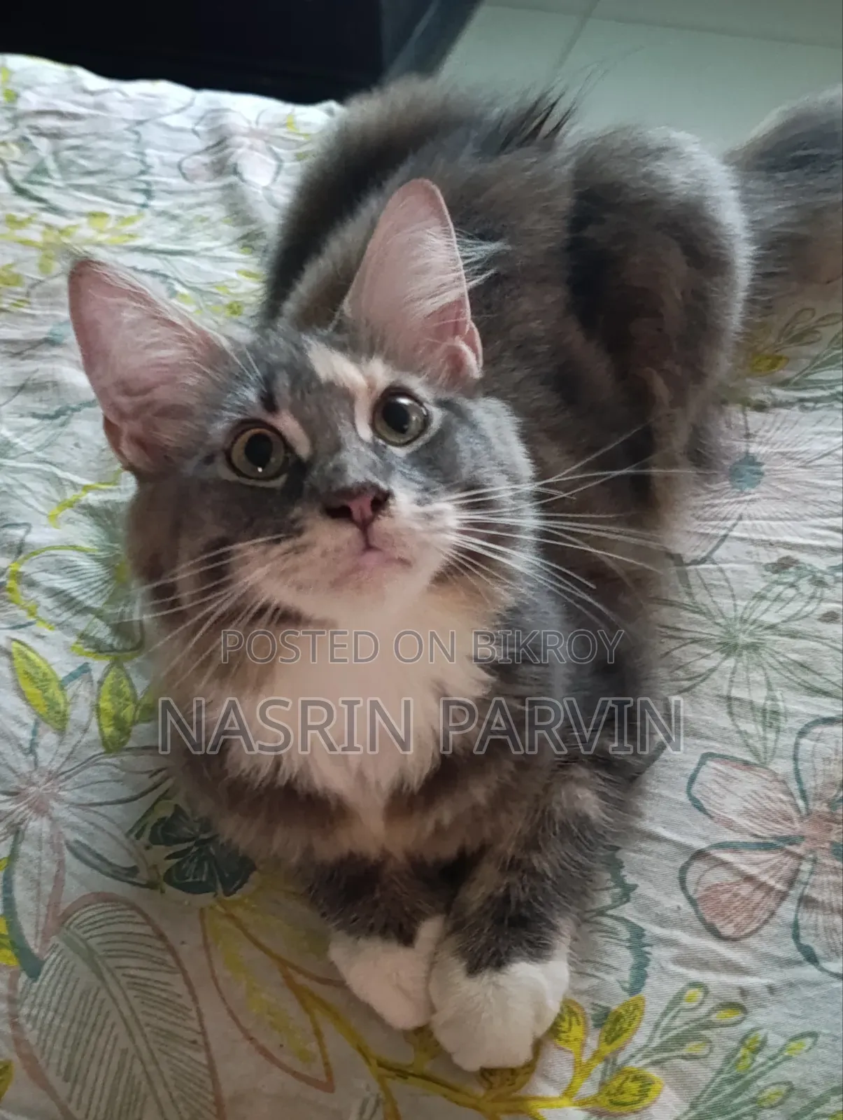 3-6 months Female Purebred Maine Coon