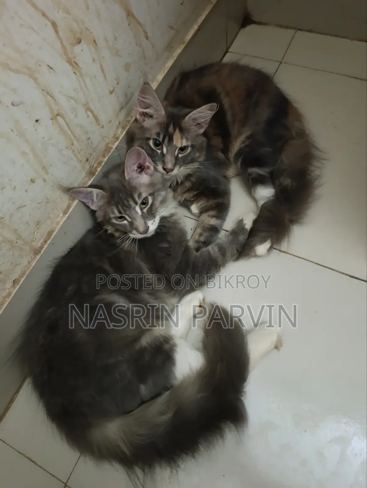 3-6 months Female Purebred Maine Coon