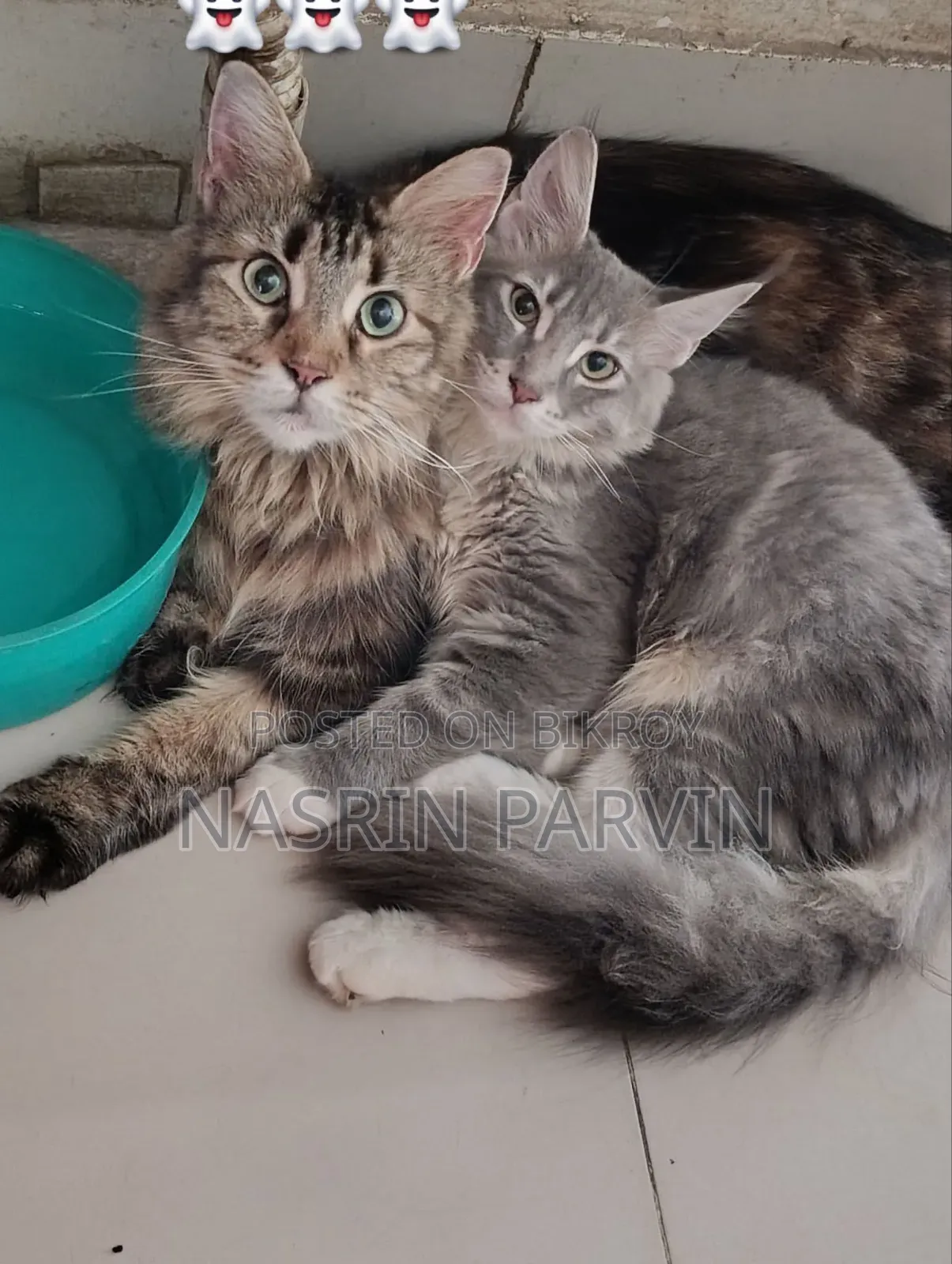 3-6 months Female Purebred Maine Coon