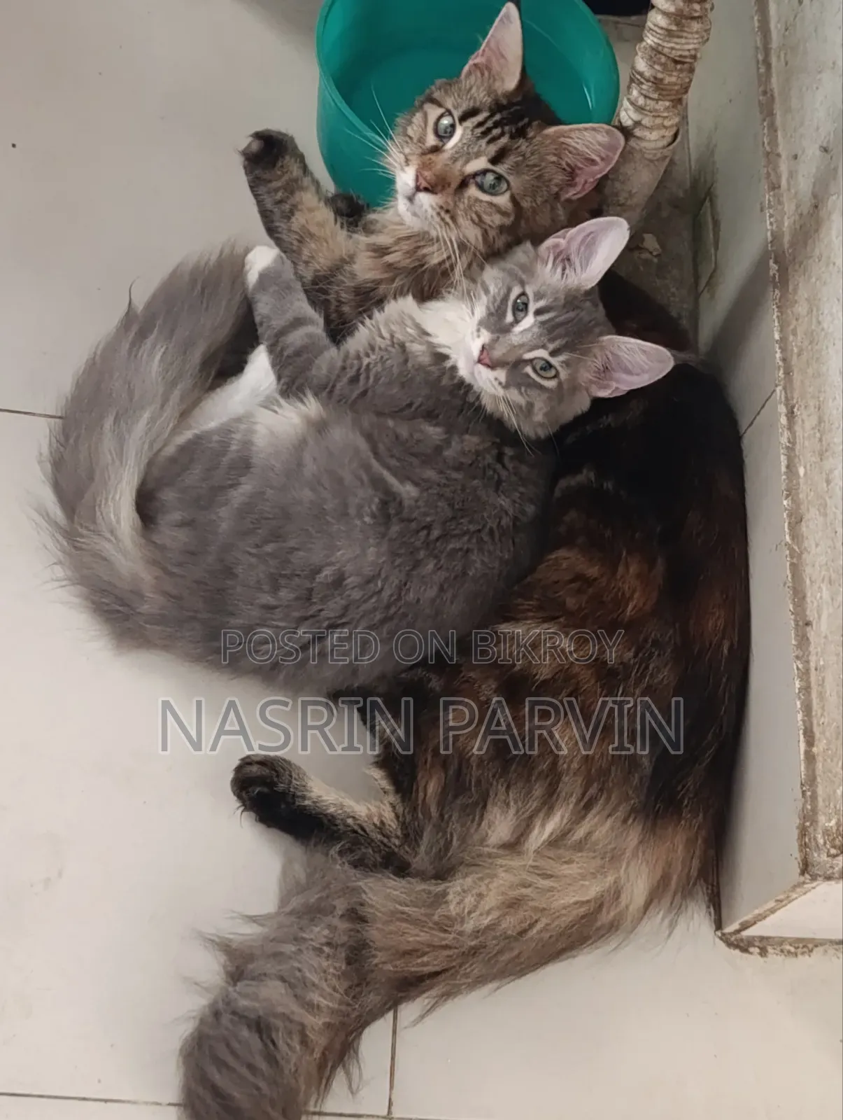 3-6 months Female Purebred Maine Coon