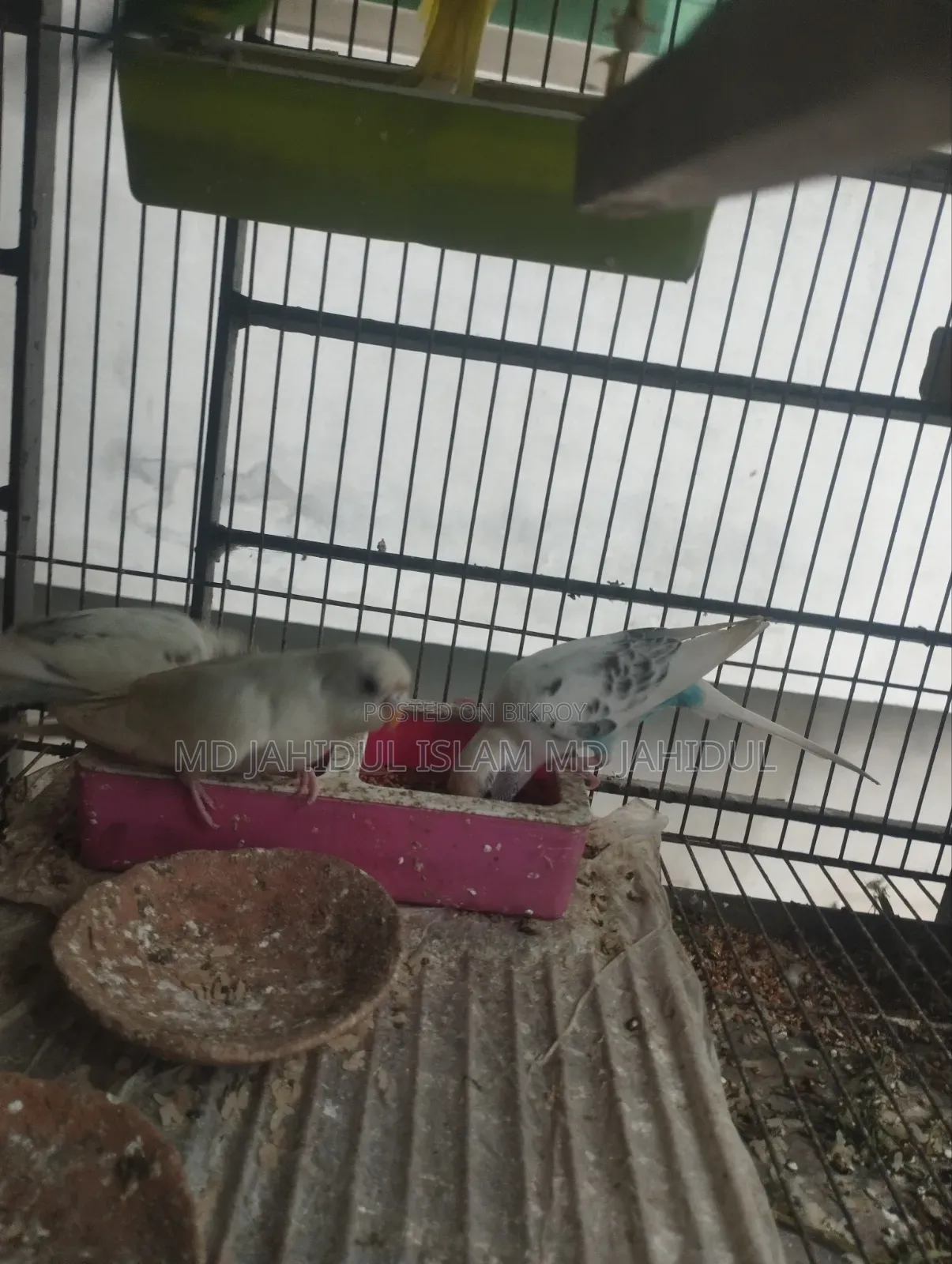 Two Pairs of Cute Budgies for Sale