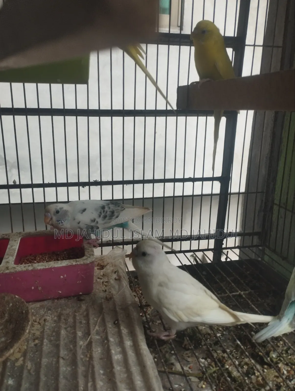 Two Pairs of Cute Budgies for Sale