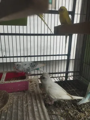 Two Pairs of Cute Budgies for Sale
