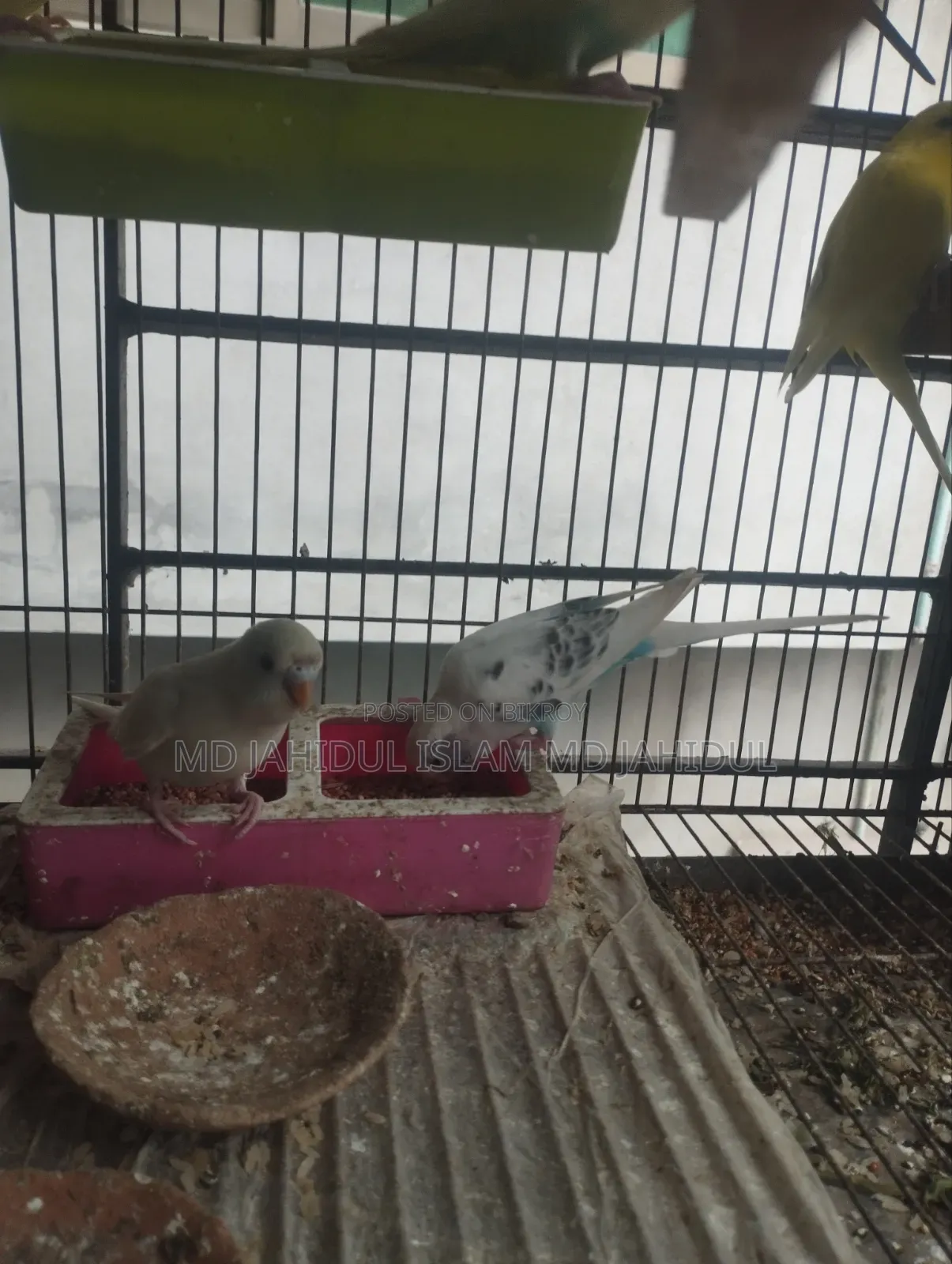 Two Pairs of Cute Budgies for Sale