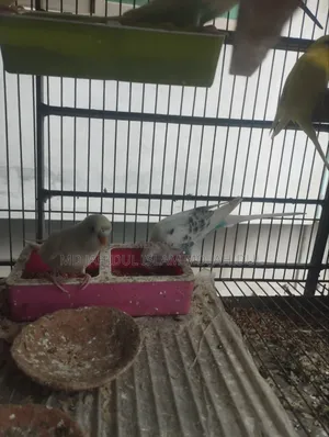 Two Pairs of Cute Budgies for Sale