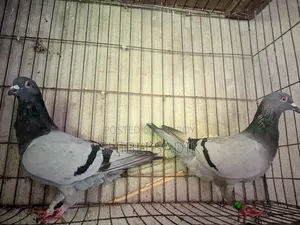 Running Sabji Racer Pigeon