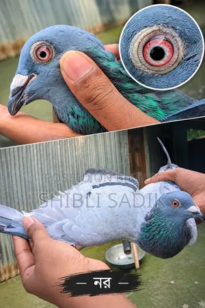 Running Sabji Racer Pigeon