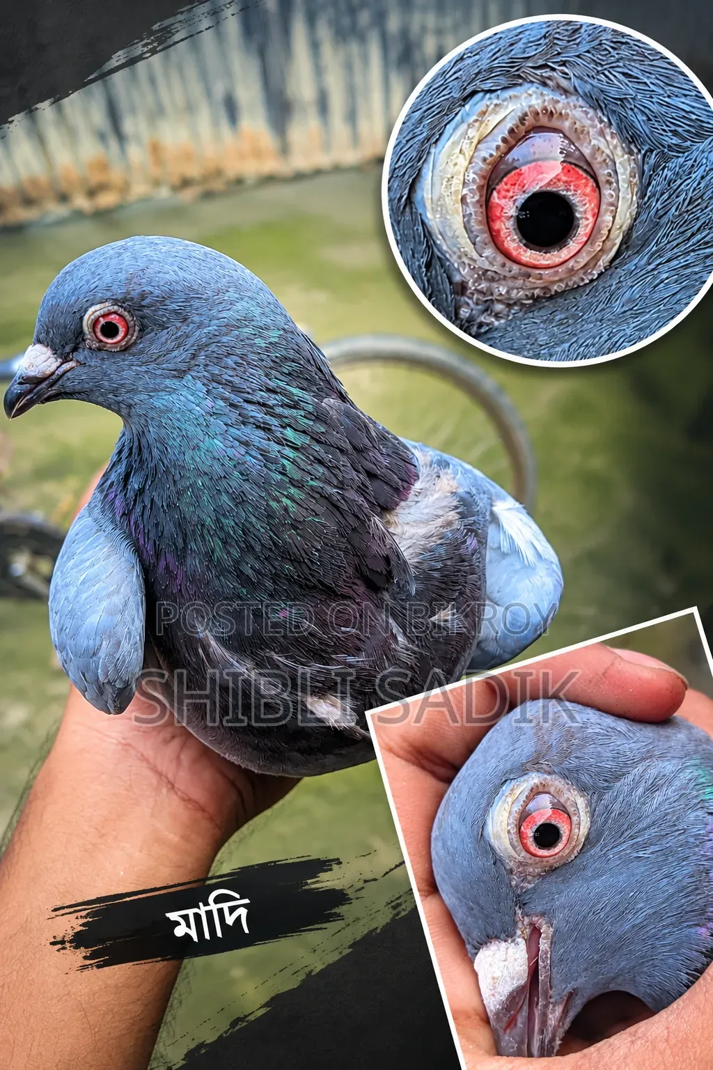 Running Sabji Racer Pigeon