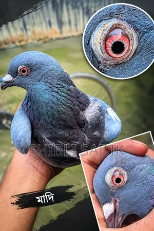 Running Sabji Racer Pigeon
