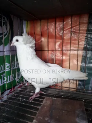 A big size Bombay male pigeon