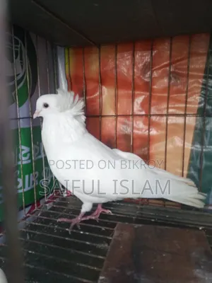 A big size Bombay male pigeon
