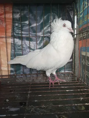 A big size Bombay male pigeon