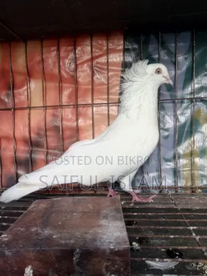 A big size Bombay male pigeon