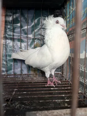 A big size Bombay male pigeon