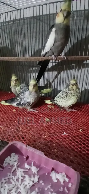 Tamed Size Baby Cockatiel Bird for Sale