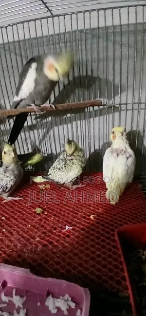 Tamed Size Baby Cockatiel Bird for Sale