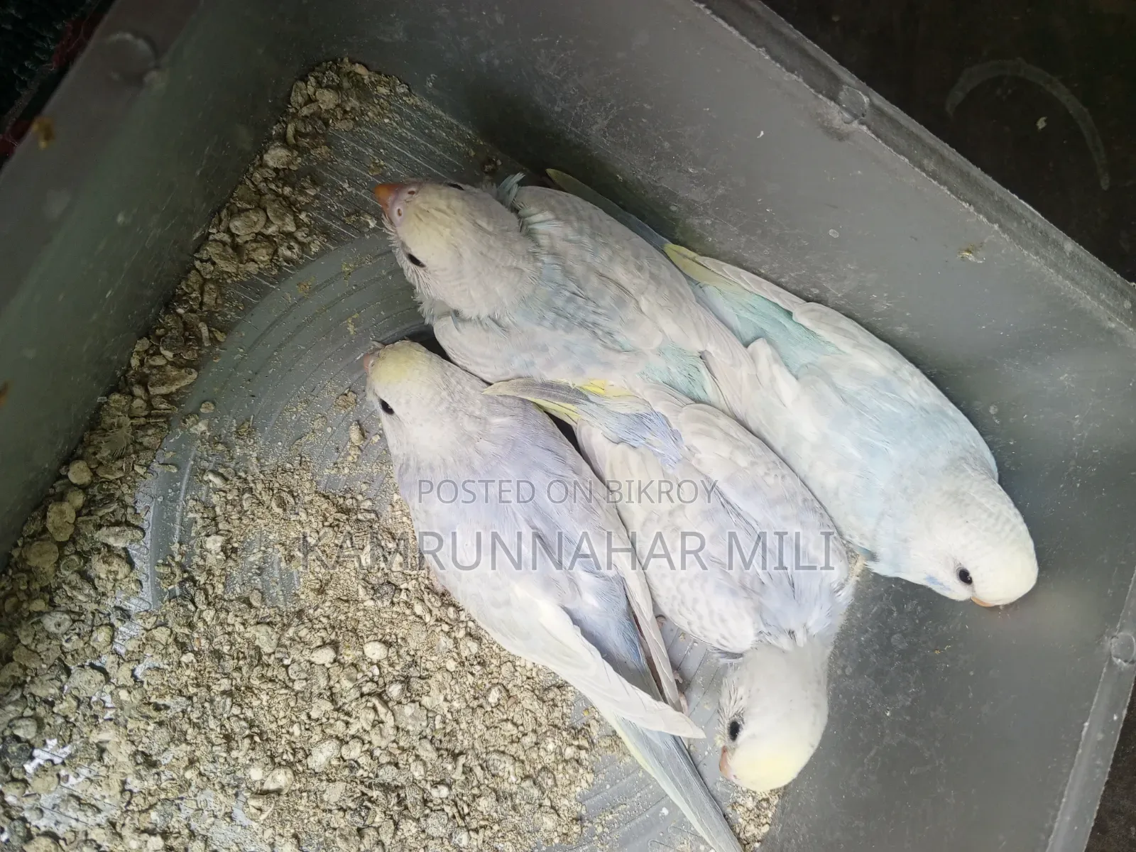 Cockatiel/Budgie