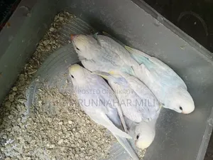 Cockatiel/Budgie