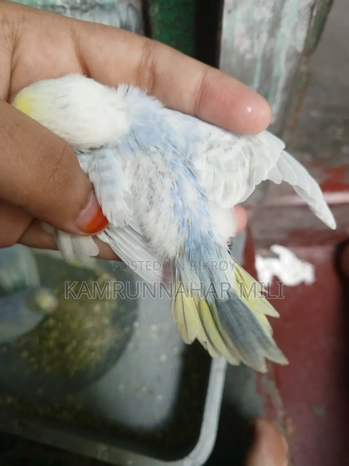 Cockatiel/Budgie