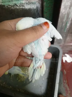 Cockatiel/Budgie