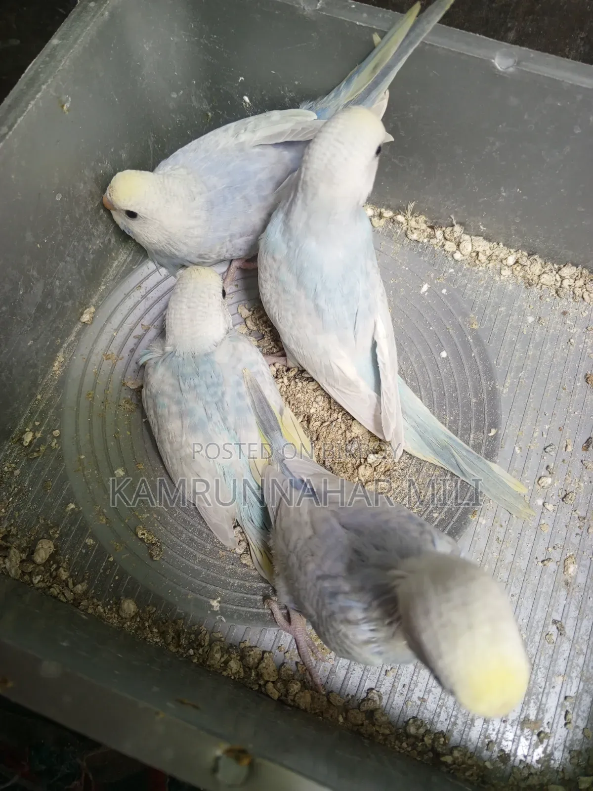 Cockatiel/Budgie