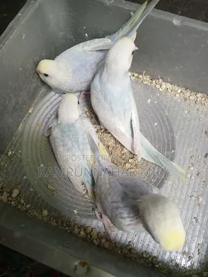Cockatiel/Budgie