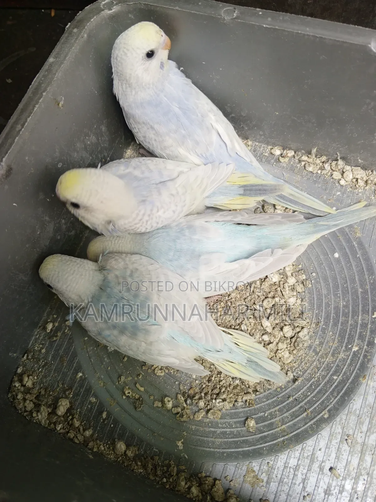 Cockatiel/Budgie