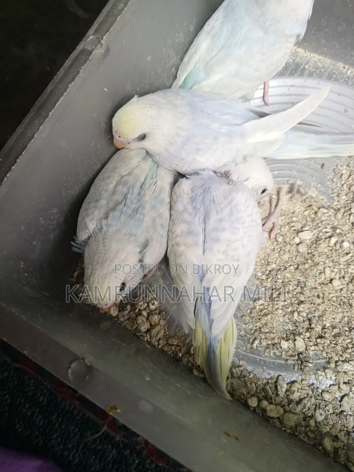 Cockatiel/Budgie