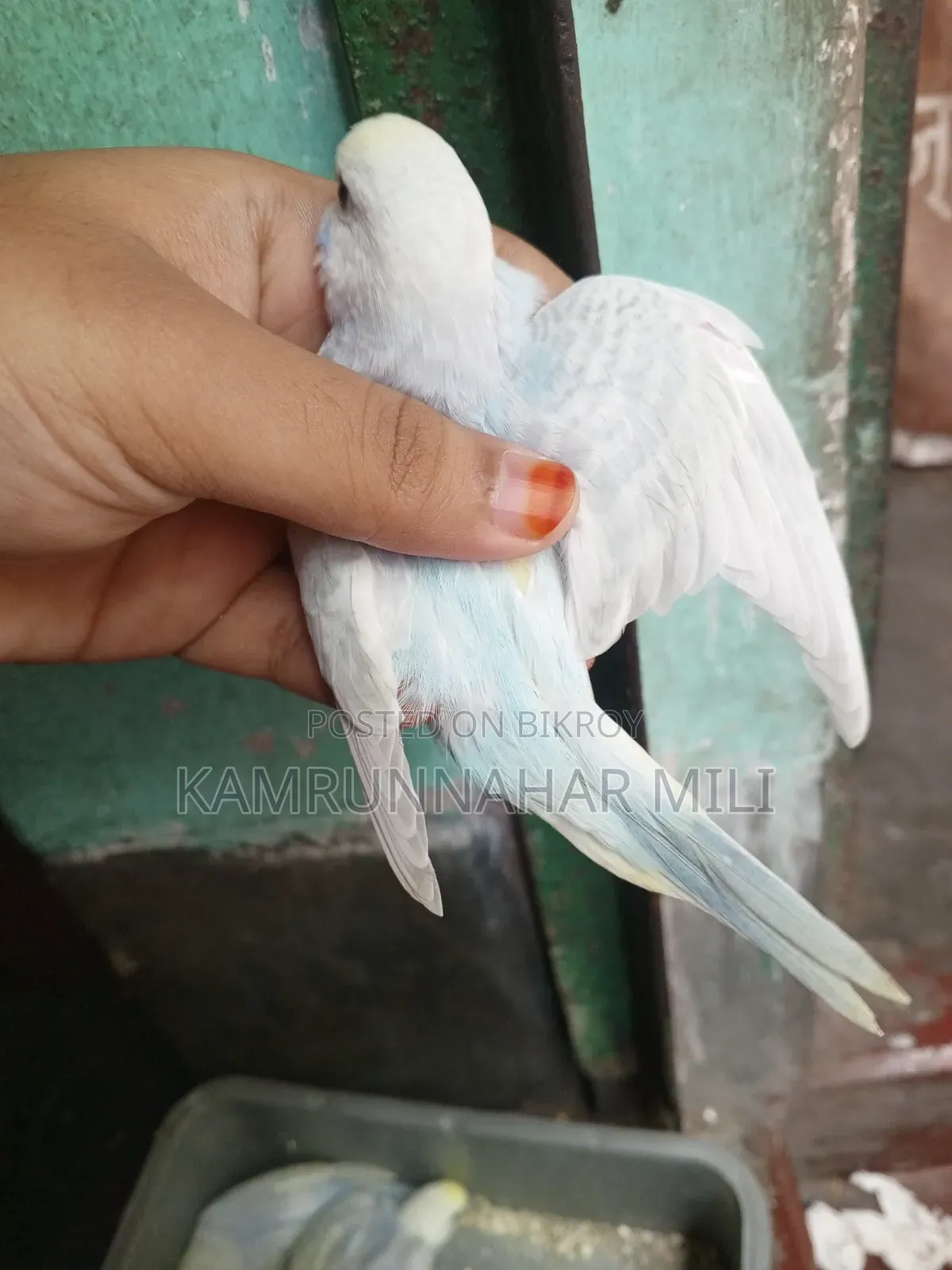 Cockatiel/Budgie