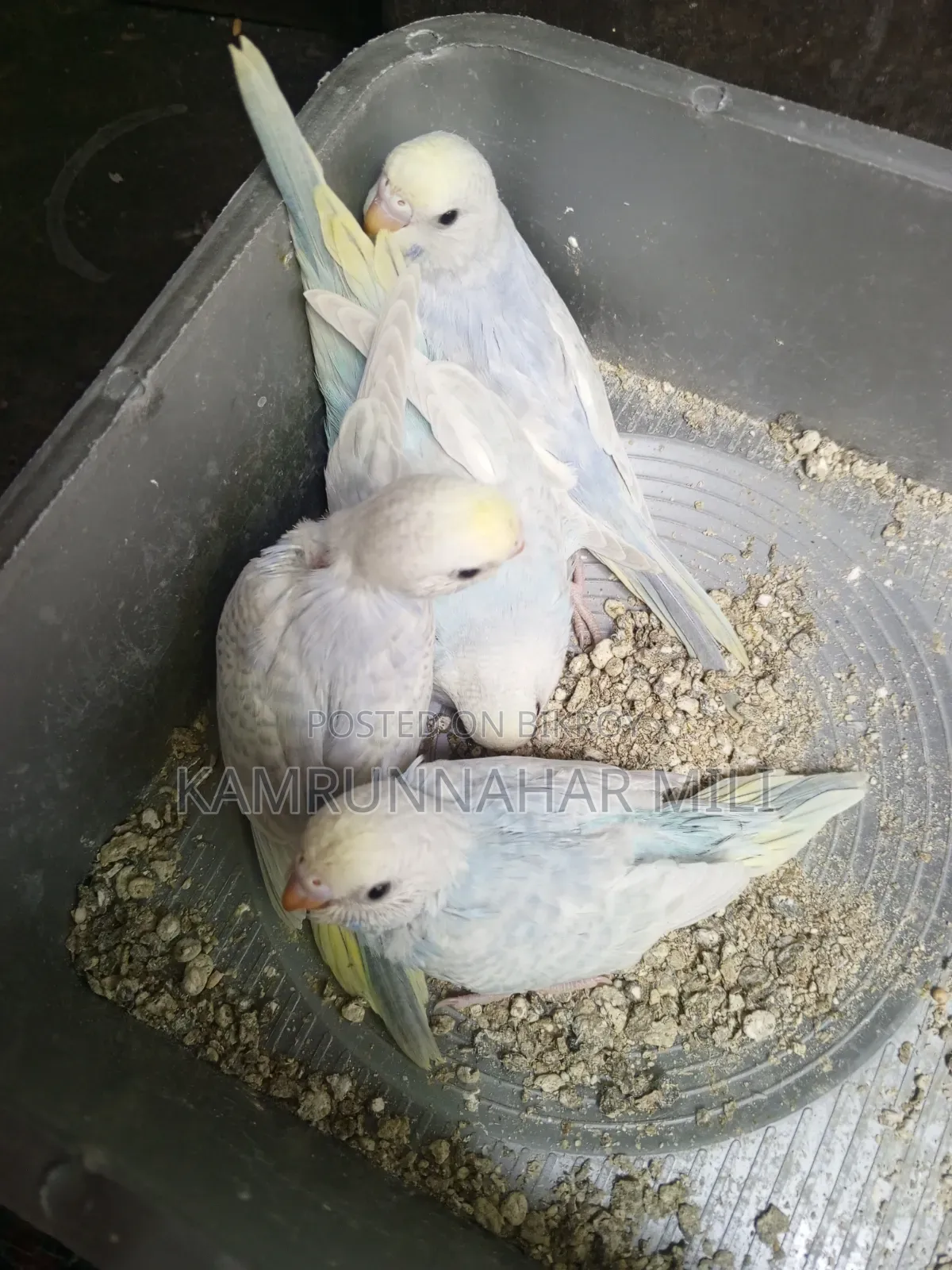 Cockatiel/Budgie