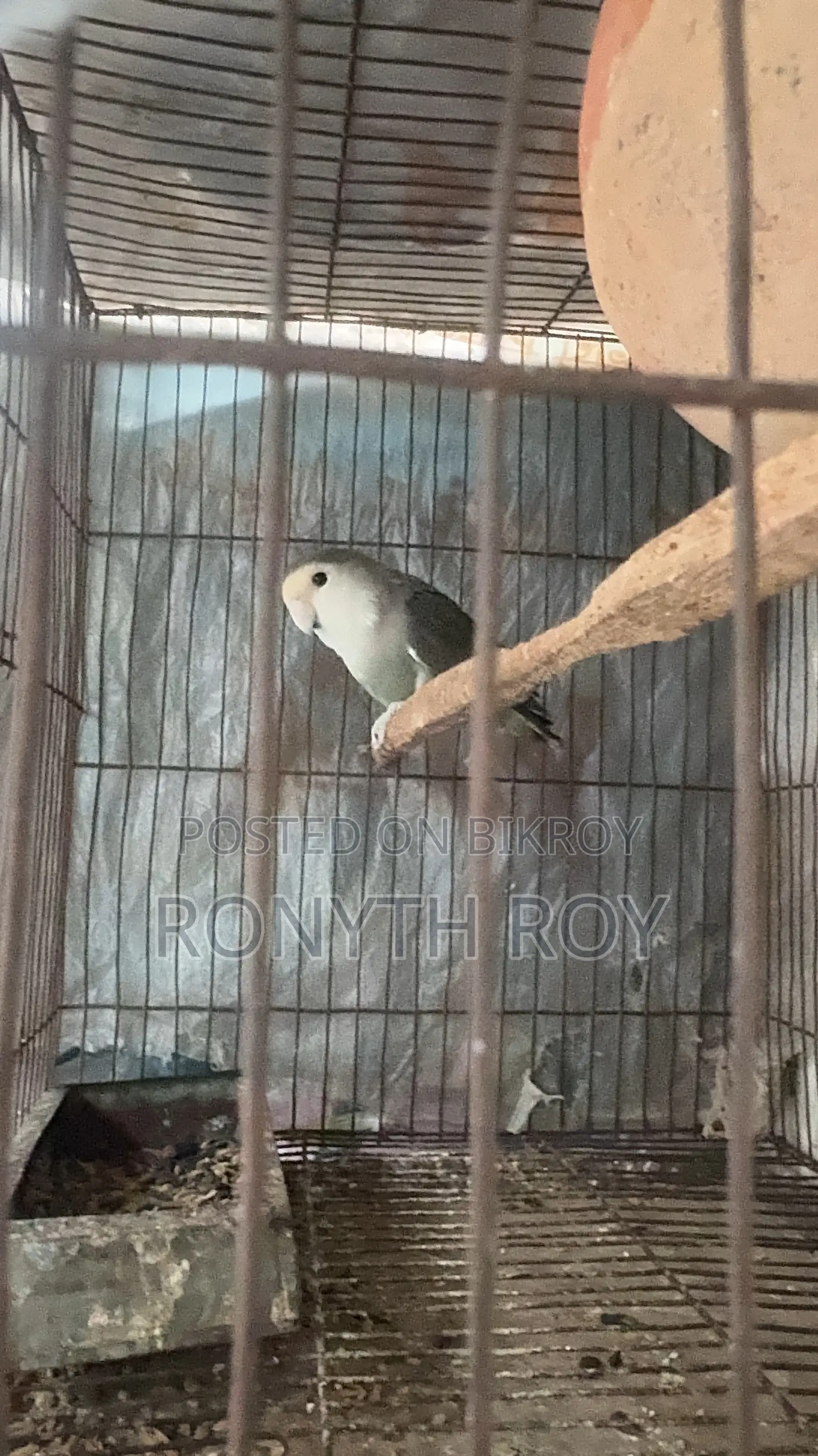 রানিং লাভবার্ড ফিমেল।love Bird