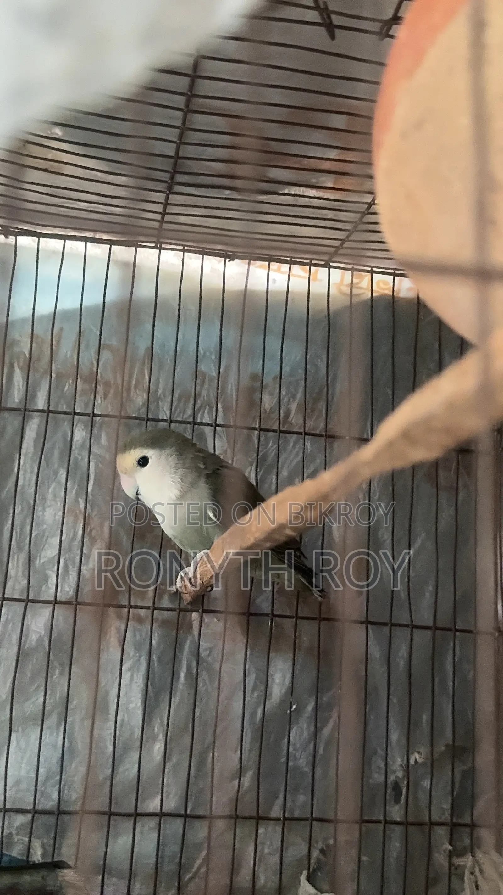 রানিং লাভবার্ড ফিমেল।love Bird