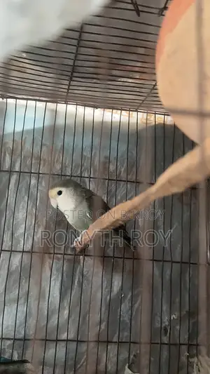 রানিং লাভবার্ড ফিমেল।love Bird