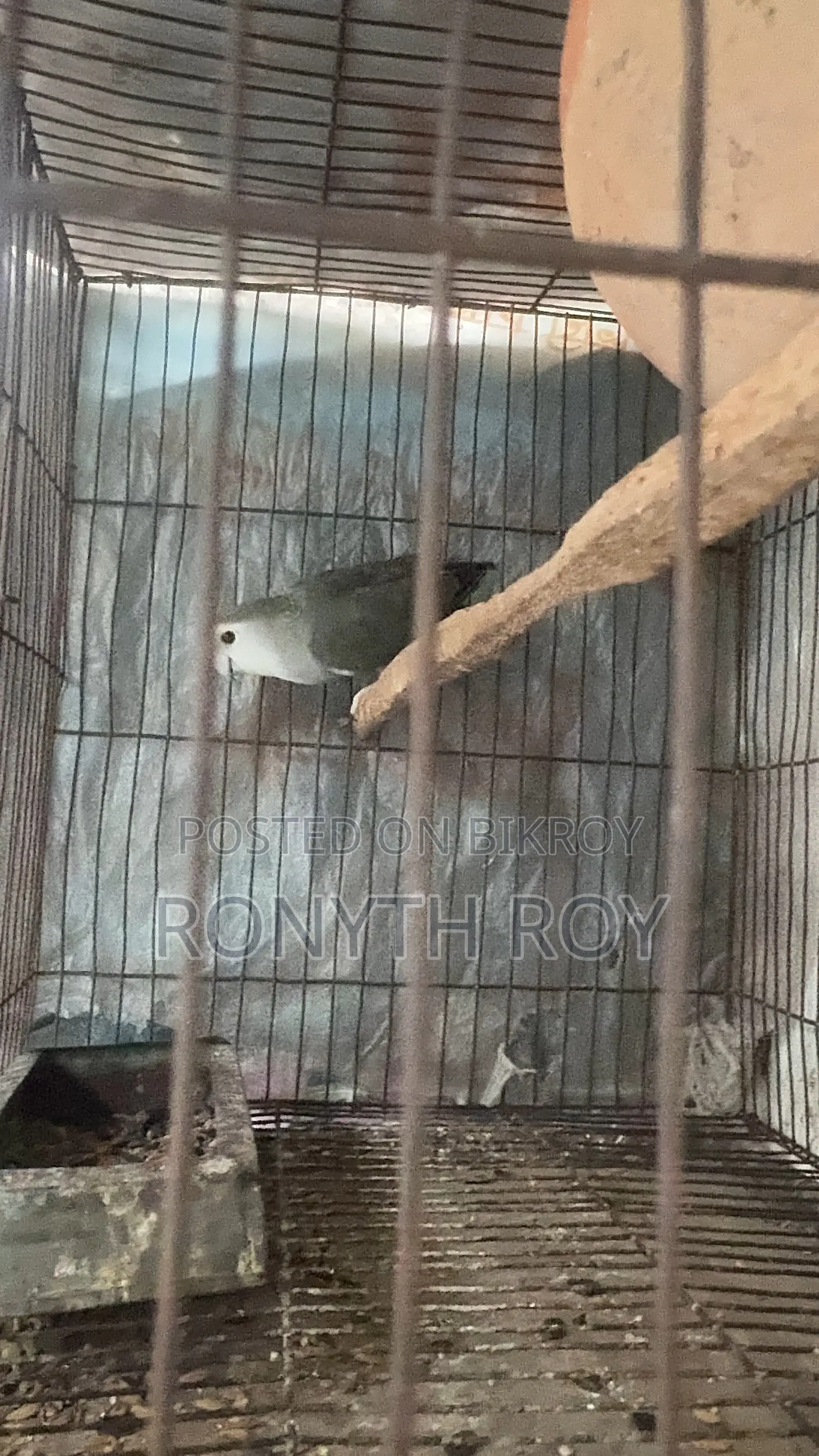 রানিং লাভবার্ড ফিমেল।love Bird
