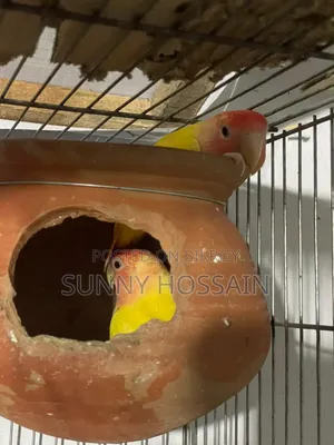 লাভ বার্ড পাখি