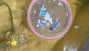 হাফমুন ডাম্বো ইয়ার ফিমেল