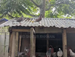 Pigeons for sale
