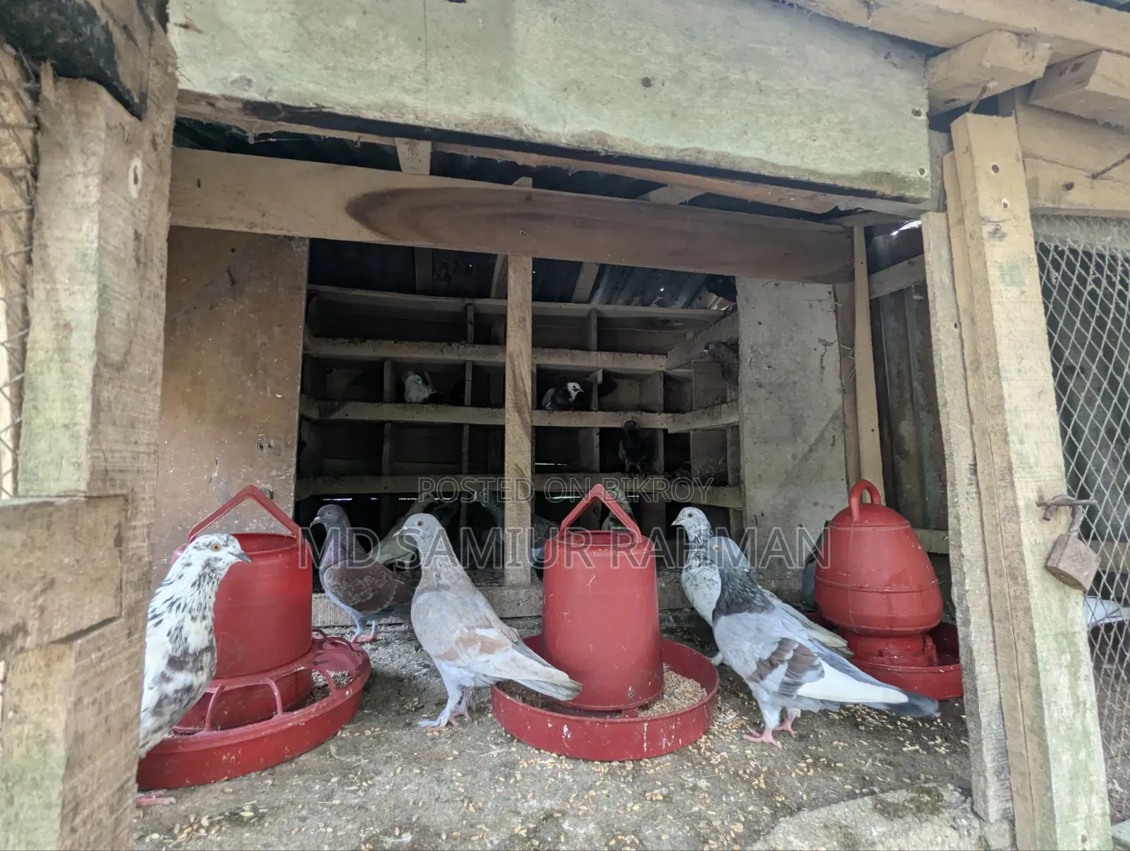 Pigeons for sale